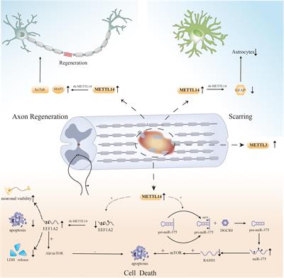 N6-methyladenosine modification: A potential regulatory mechanism in spinal cord injury